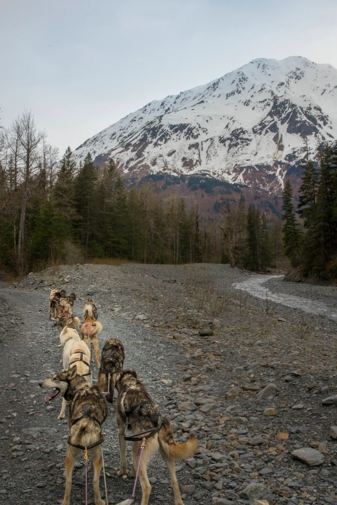 Dogs sledding in Alaska forest