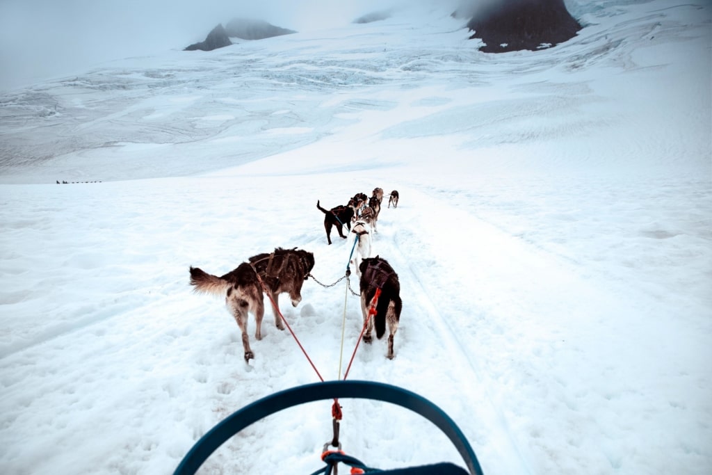 Dog sledding in Paws For Adventure, Fairbanks