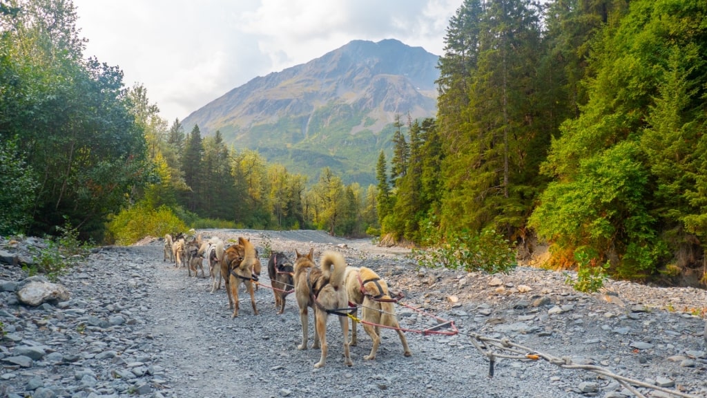 Dogs in Seavey Homestead, Seward