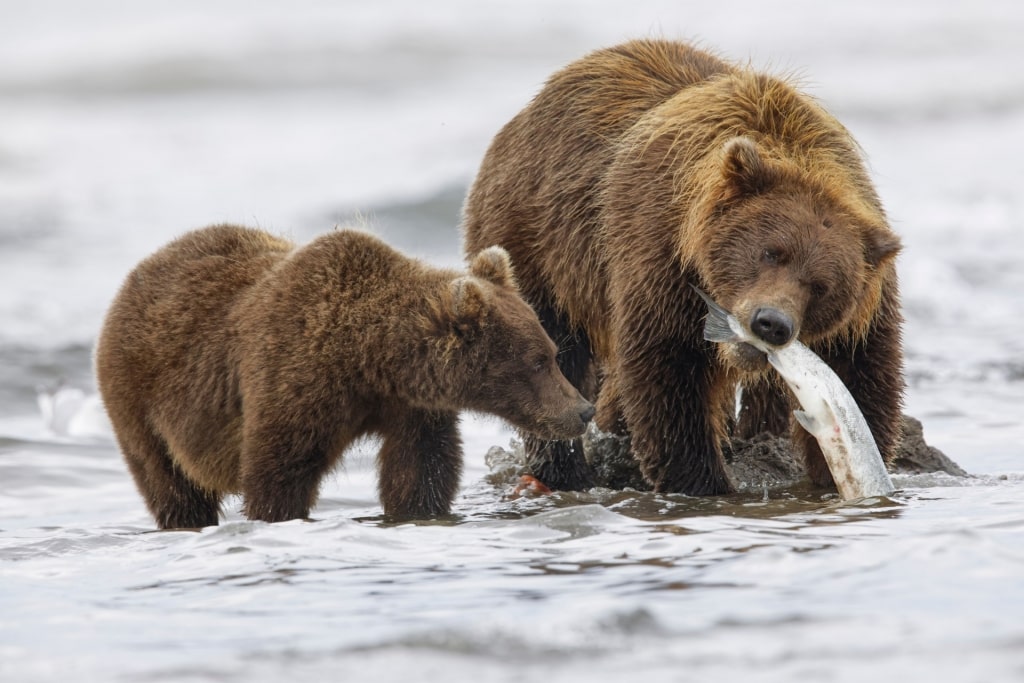 Brown bears in Lake Clark, Anchorage