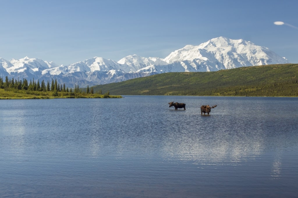 Moose spotted in Wonder Lake in Denali National Park, Denali