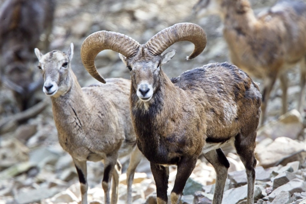 Wild sheep called mouflon