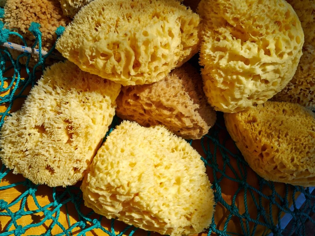 Sea sponges on a basket