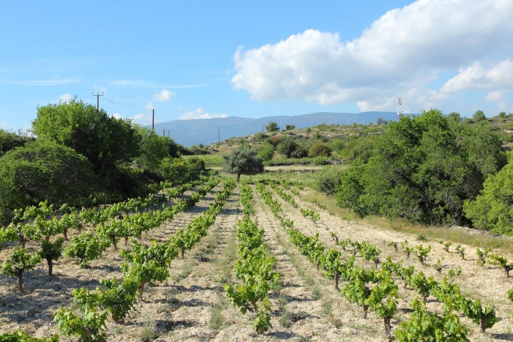 Wine valley in Limassol
