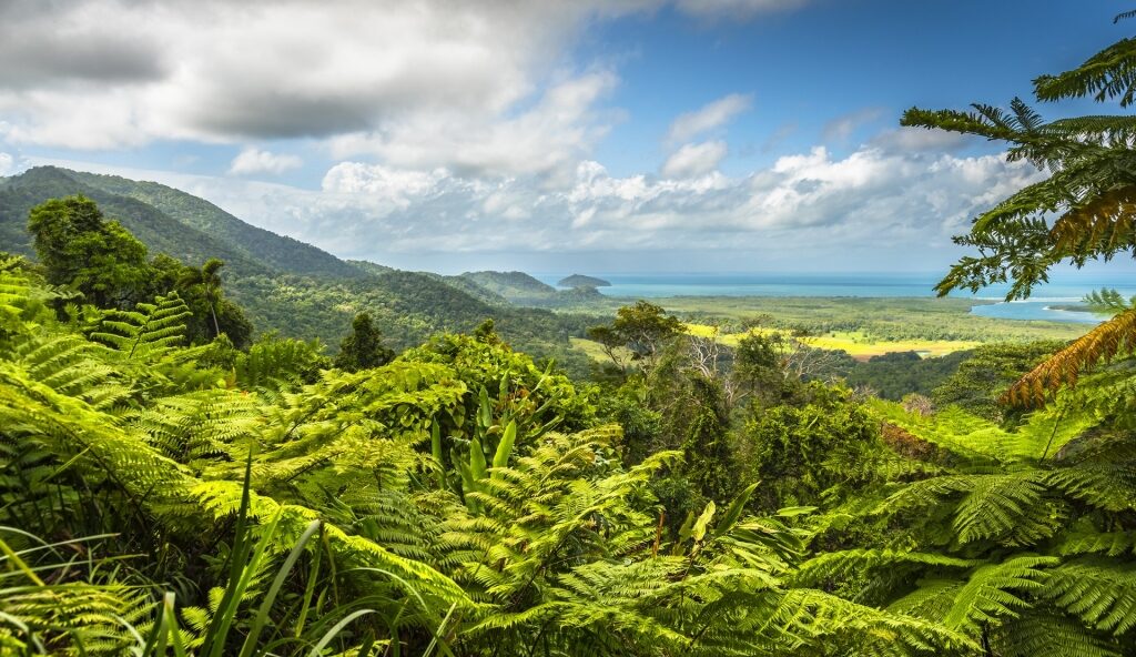 Lush Daintree Rainforest in Port Douglas