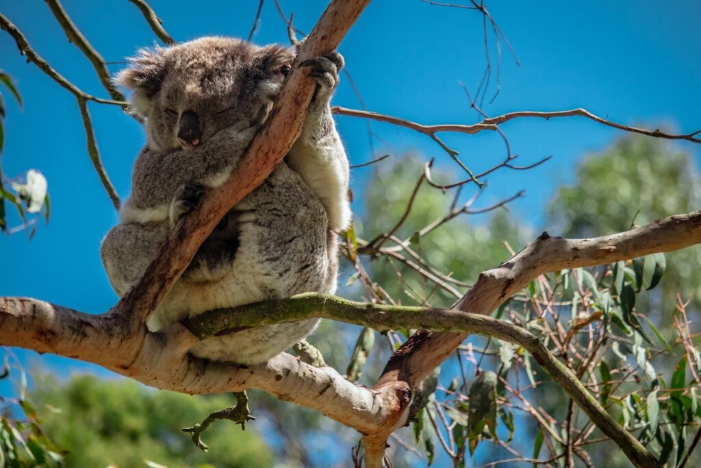 Koala on a tree branch