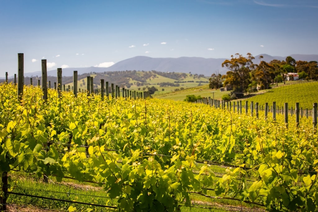 Lush landscape of Yarra Valley