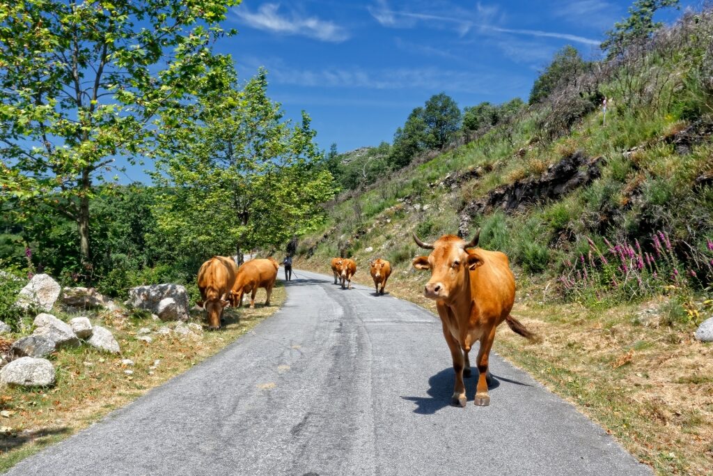 Cows spotted in Peneda-Gerês National Park, Porto