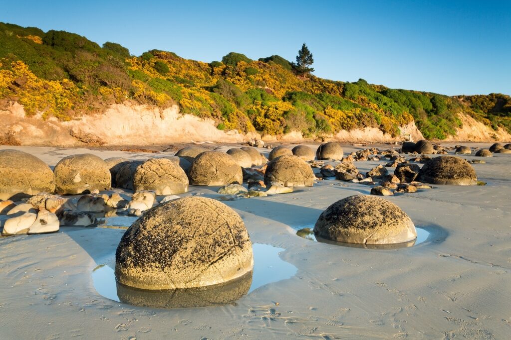Iconic Moeraki boulders in Koekohe Beach