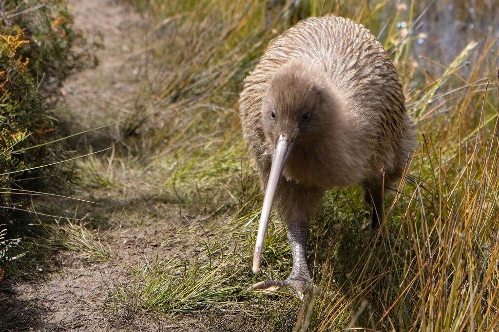 Exotic Kiwi bird in New Zealand