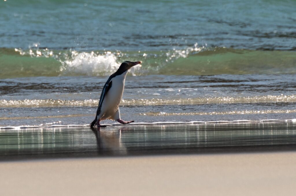 Hoiho penguin spotted in Sandfly Bay