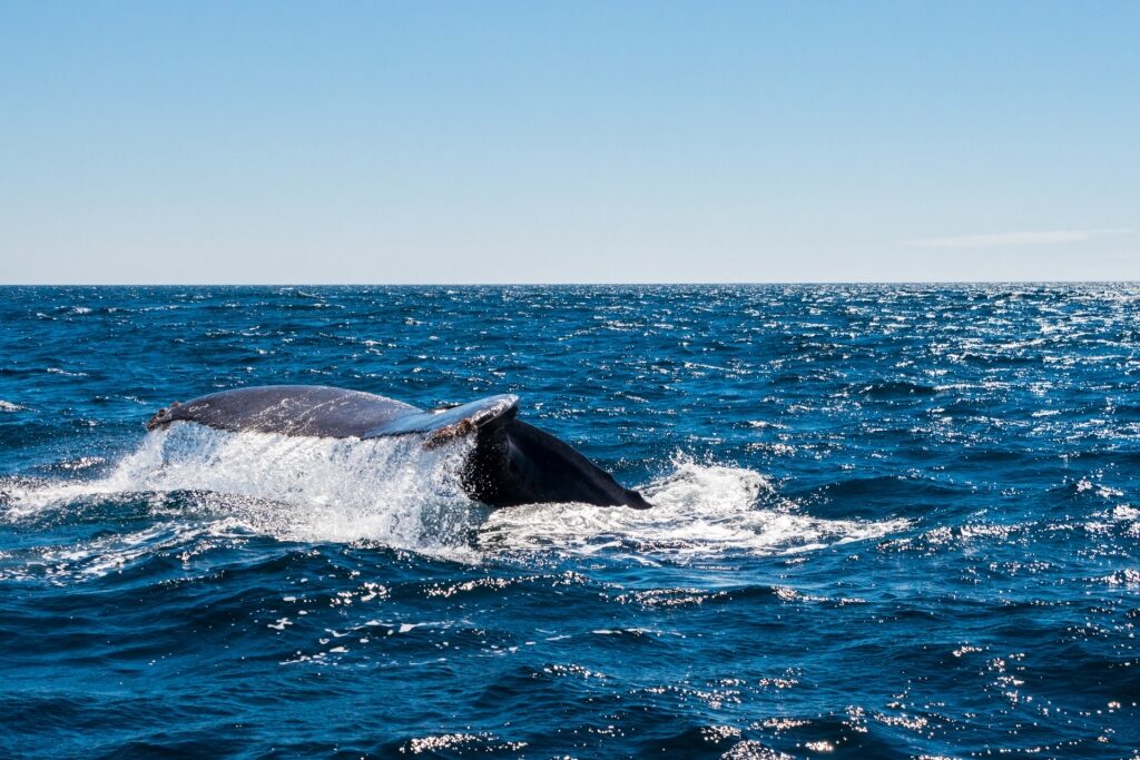Humpback whale spotted near Playa Migrino