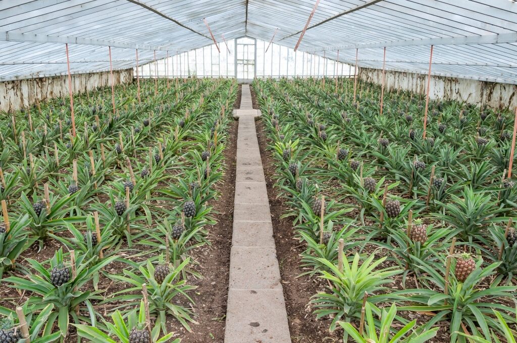 Pineapples inside the Augusto Arruda Pineapple Plantation