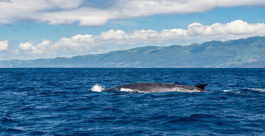 Blue whale spotted in Azores