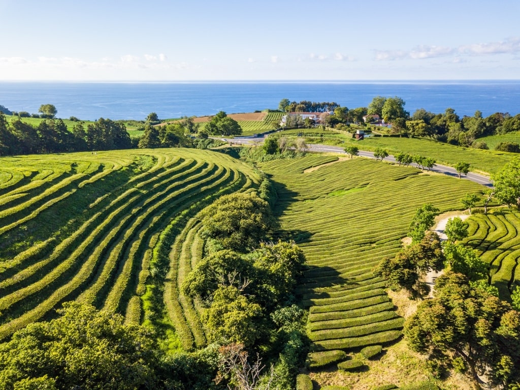 Lush landscape of the Gorreana plantation