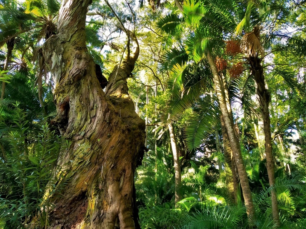 Tree in Jose do Canto Botanical Garden