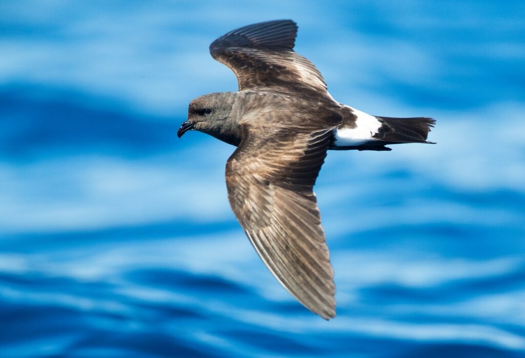 Majestic Monteiro’s storm petrel flying over water