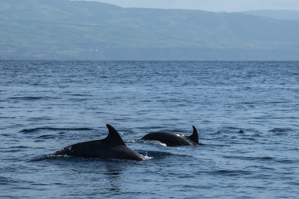 Whale-watching tour in Ponta Delgada