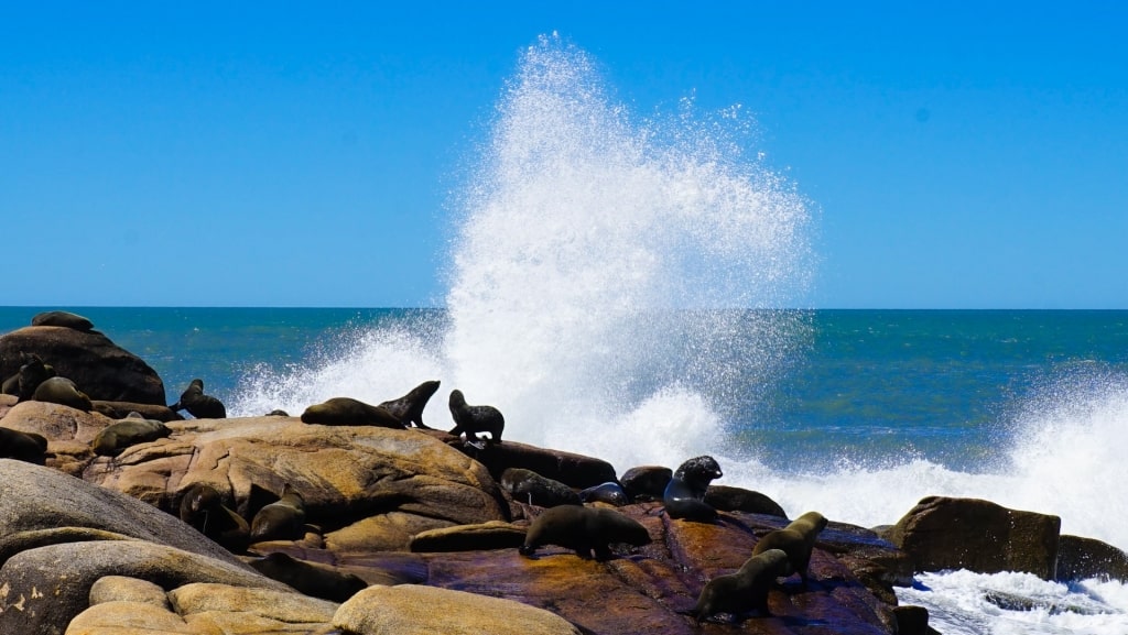 Sea lions on Isla de Lobos