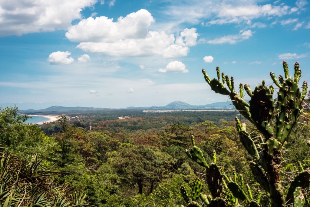 Lush view from Lussich Arboretum