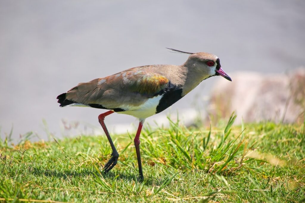 Southern lapwing spotted in Uruguay