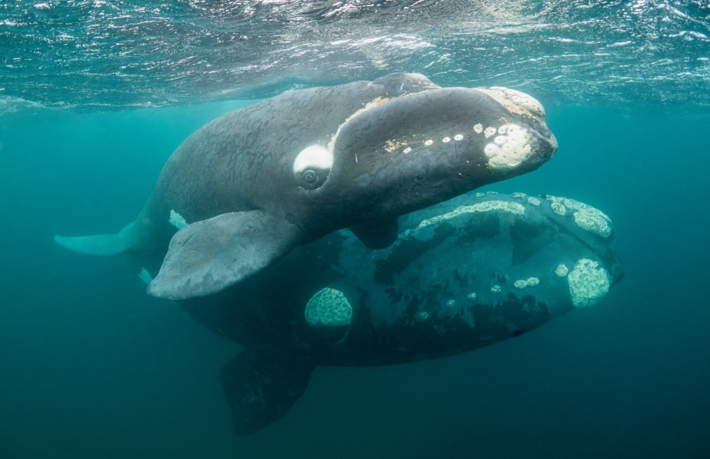 Southern right whale spotted in Punta Ballena