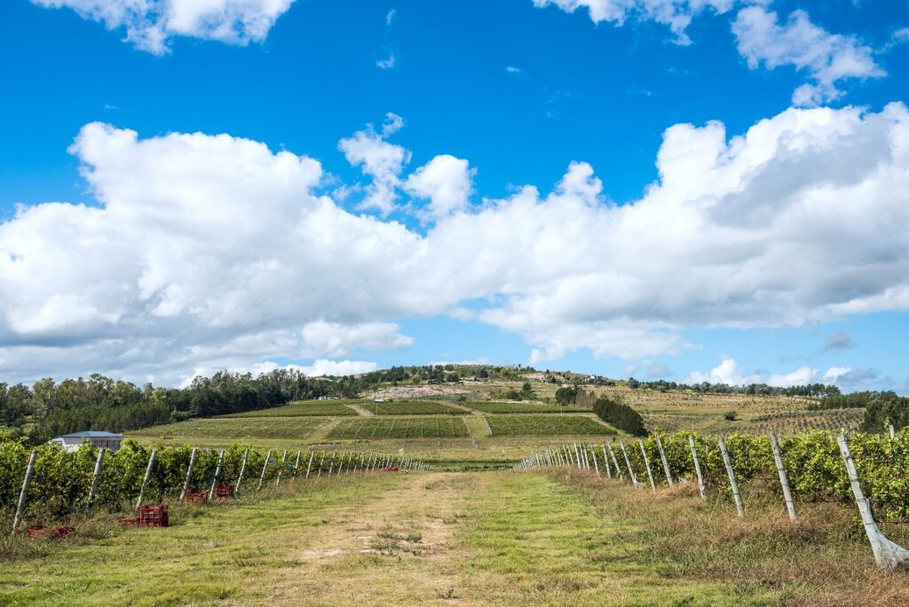 Lush vineyard near Punta del Este