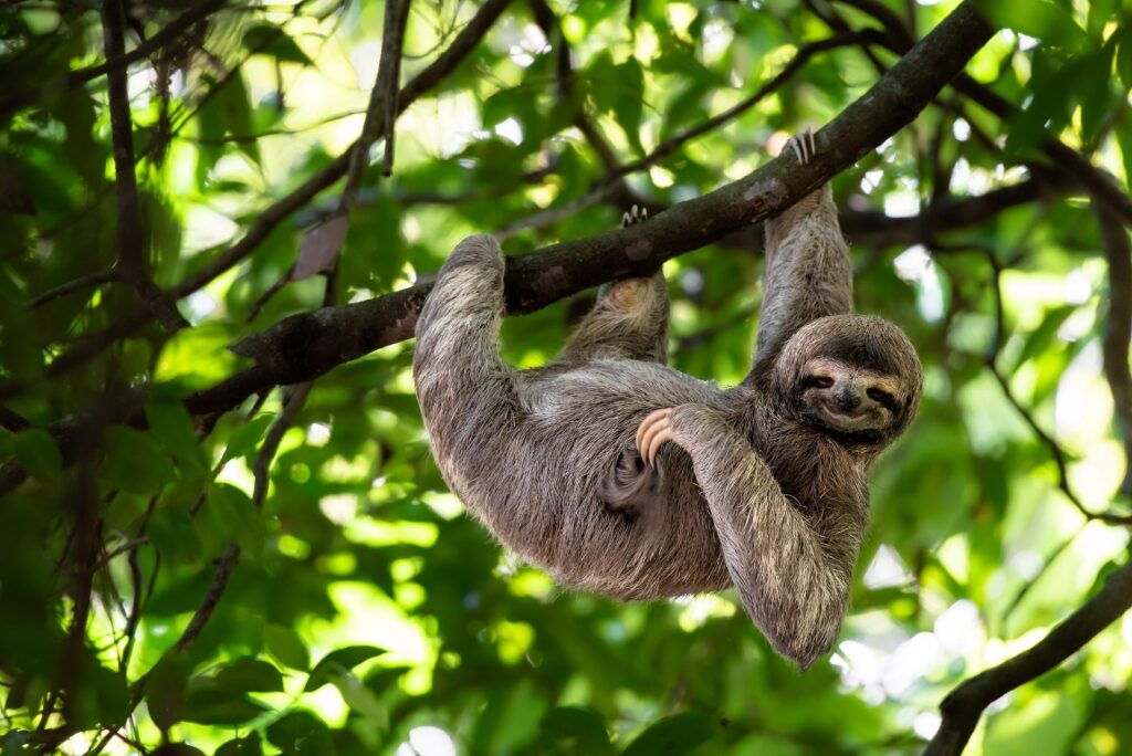 Sloth hanging from a tree branch