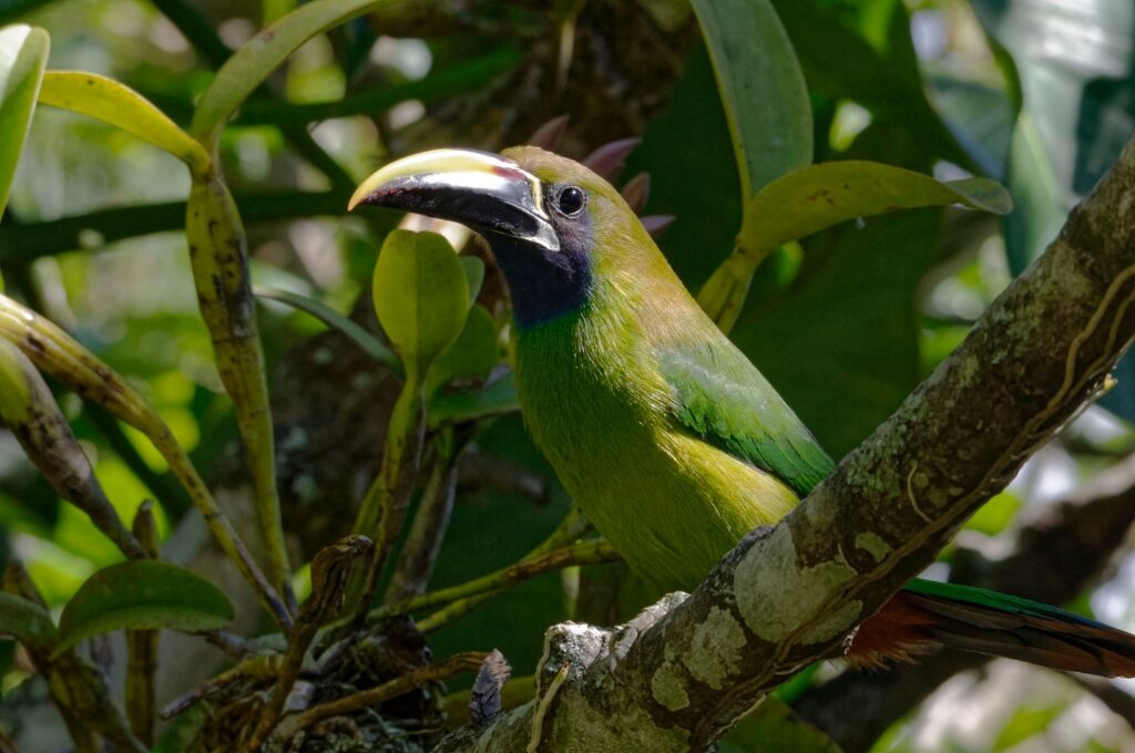 Emerald toucanet spotted in Monteverde Cloud Forest