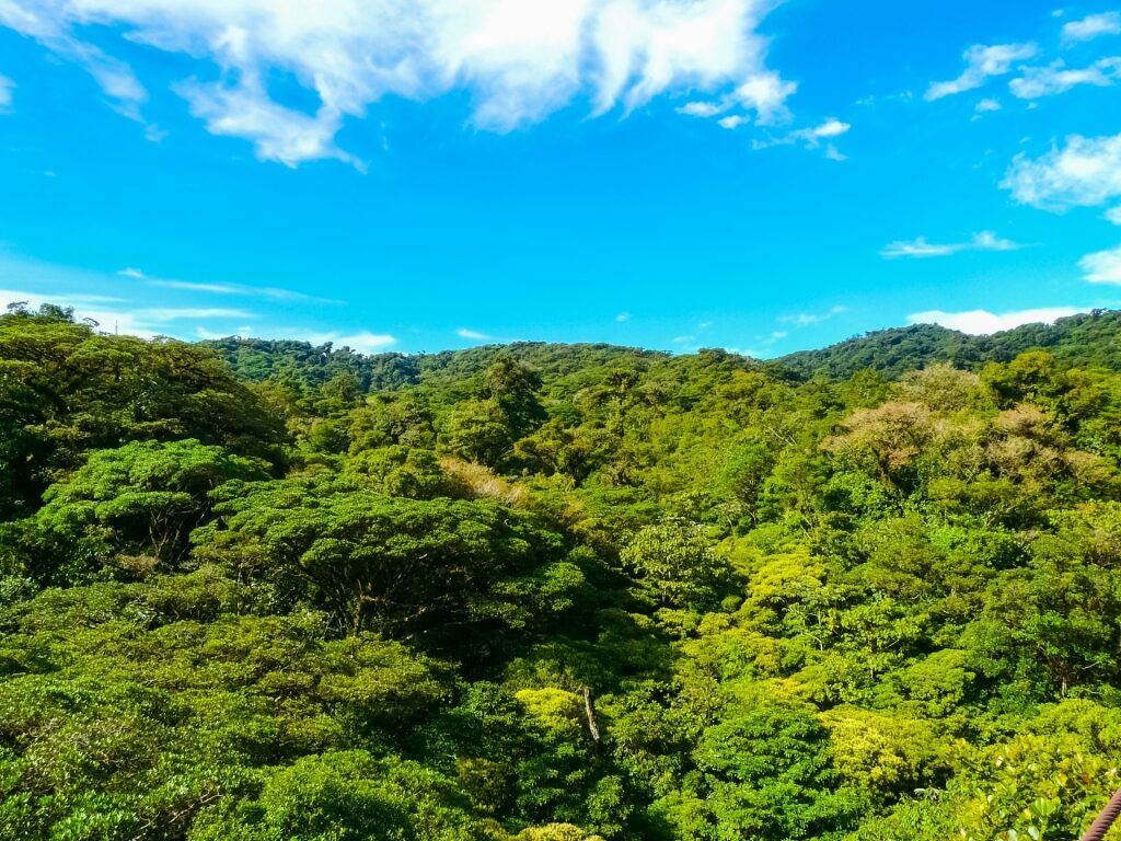 Greenery in Monteverde Cloud Forest