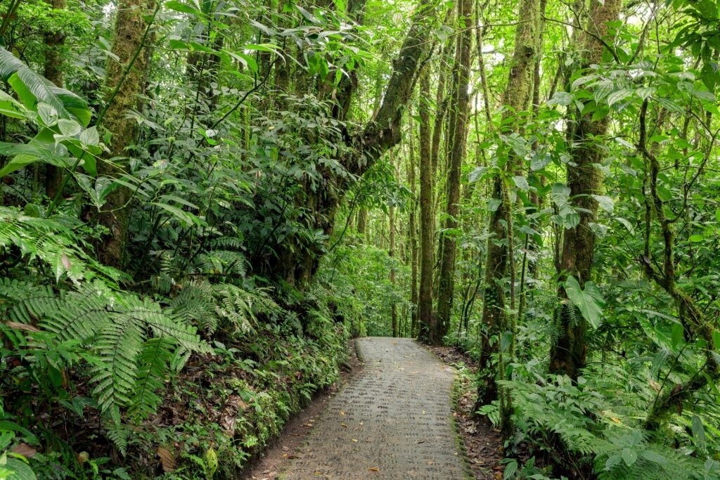 Pathway in Monteverde Cloud Forest