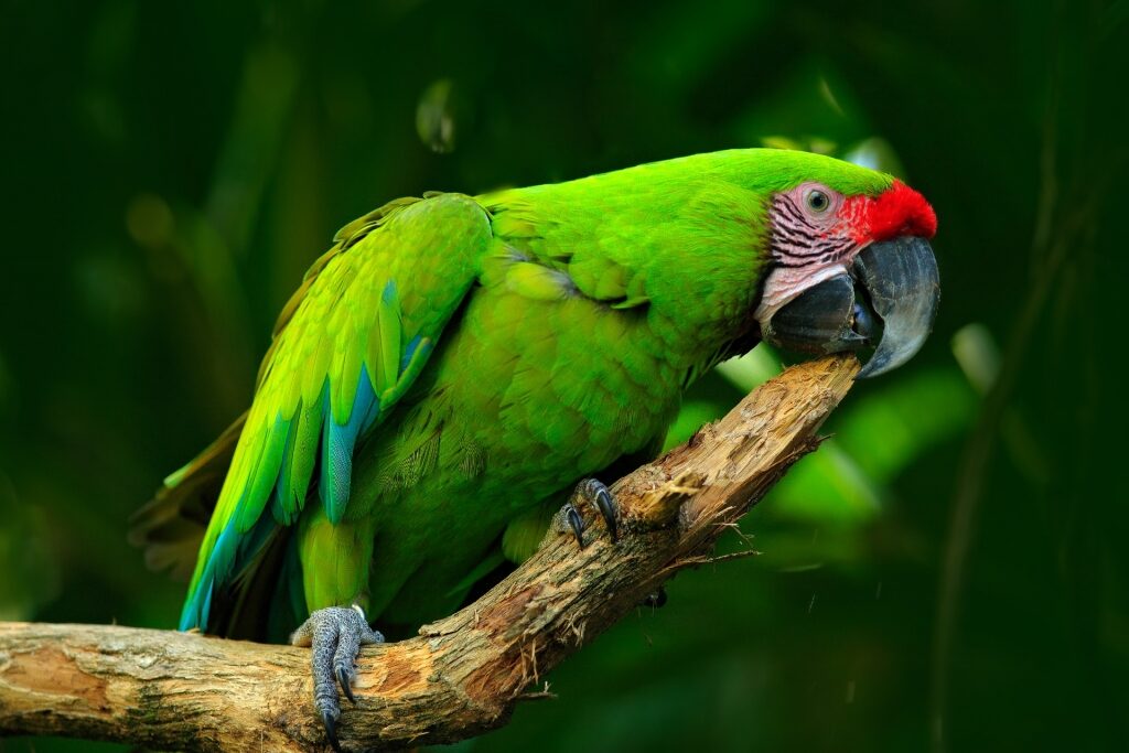 Green macaw on a tree branch