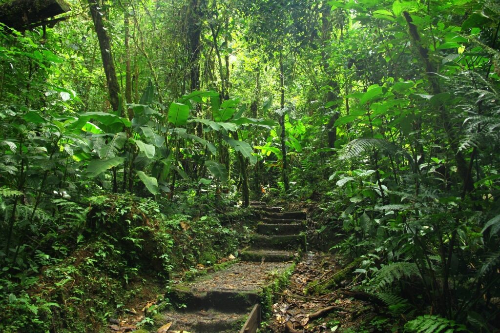 Lush landscape of Santa Elena Cloud Forest Reserve