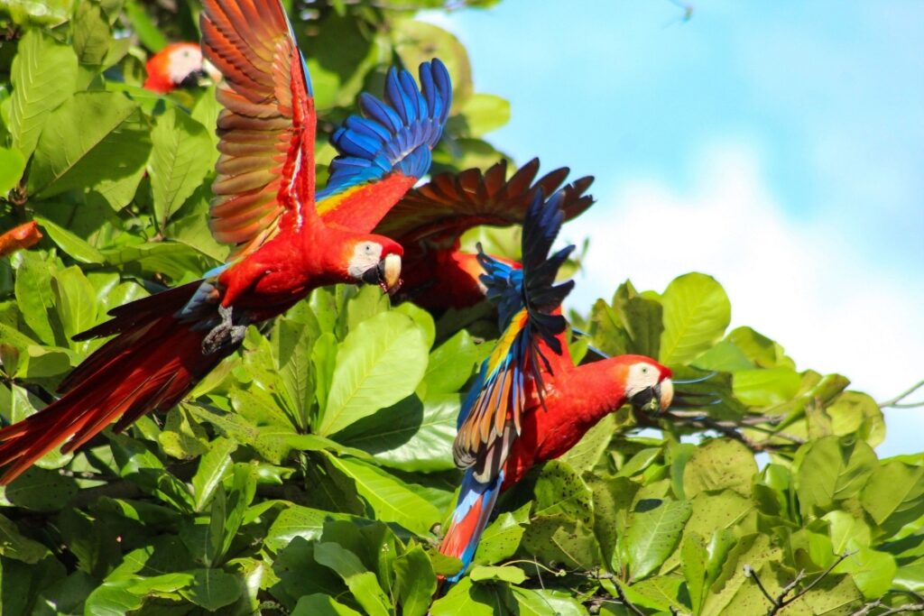 Scarlet macaws flying through treetops