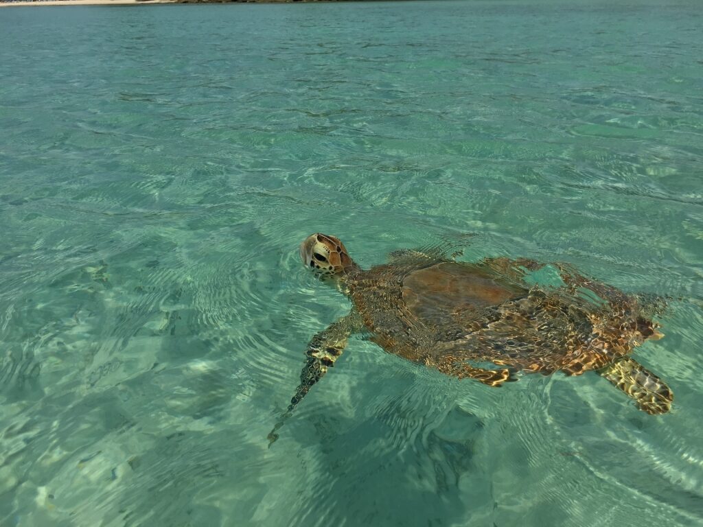 Turtle spotted in Turtle Bay Beach