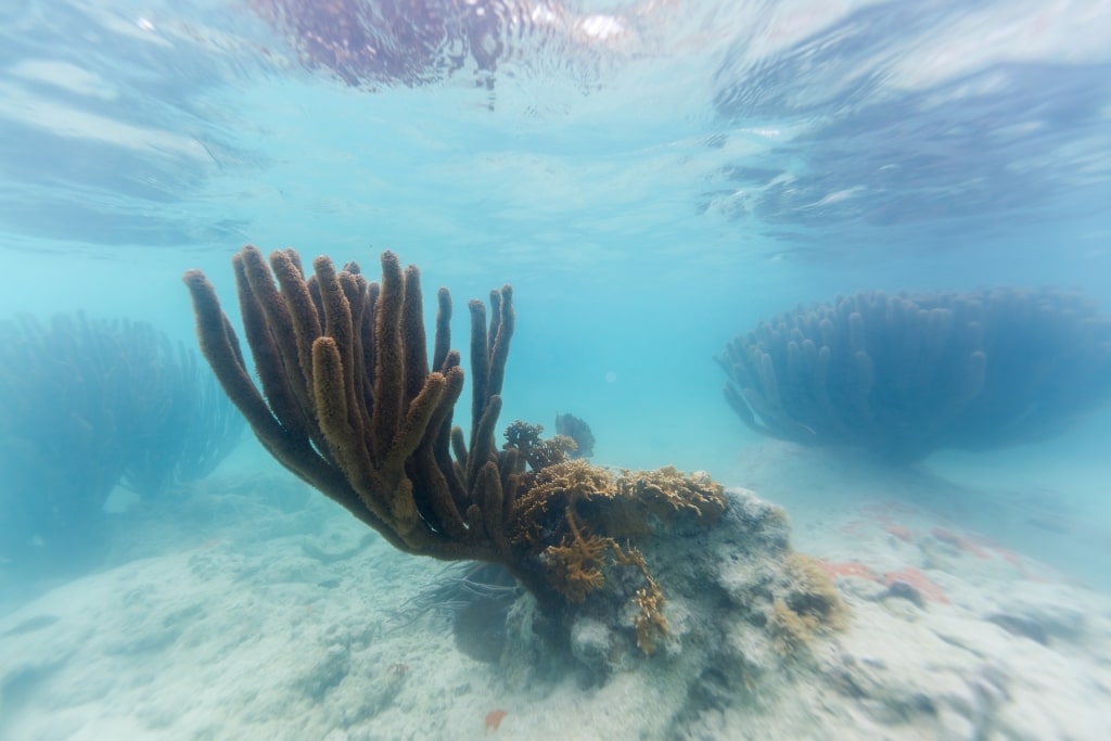 Coral reef spotted while snorkeling in Horseshoe Bay Beach