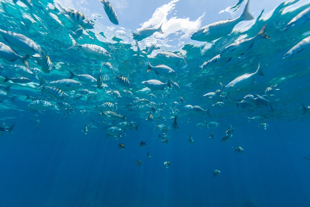 Fishes spotted while snorkeling in Bermuda