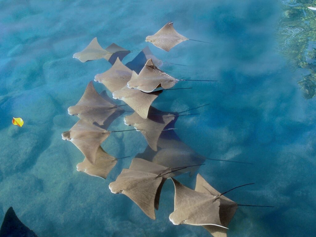 Stingrays swimming in the Galapagos