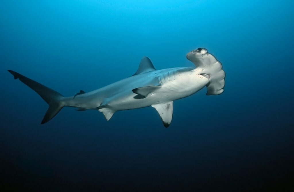 Hammerhead shark swimming in deep waters