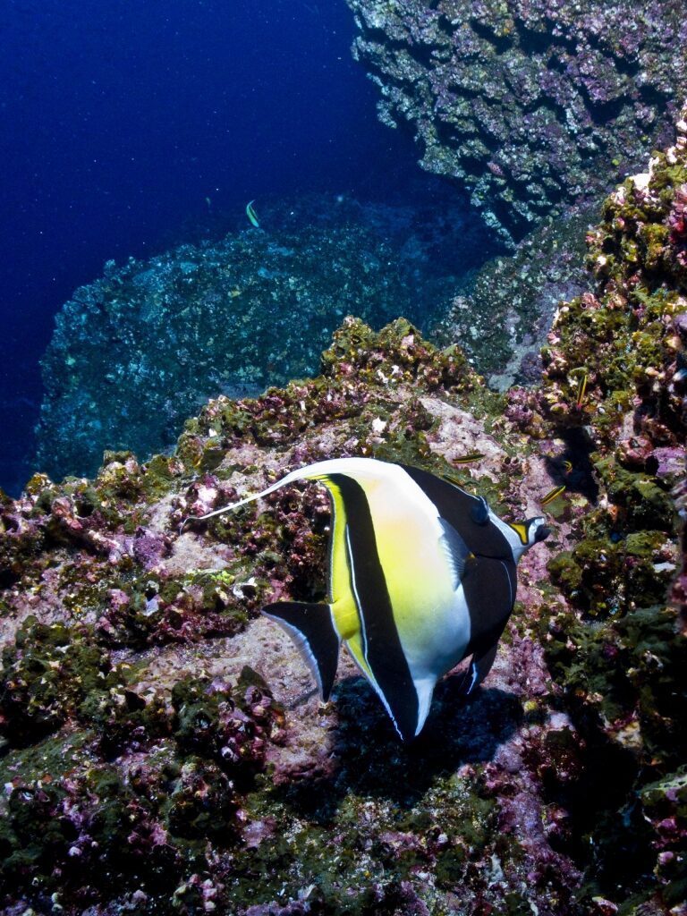 Black and yellow striped fish called Moorish idol