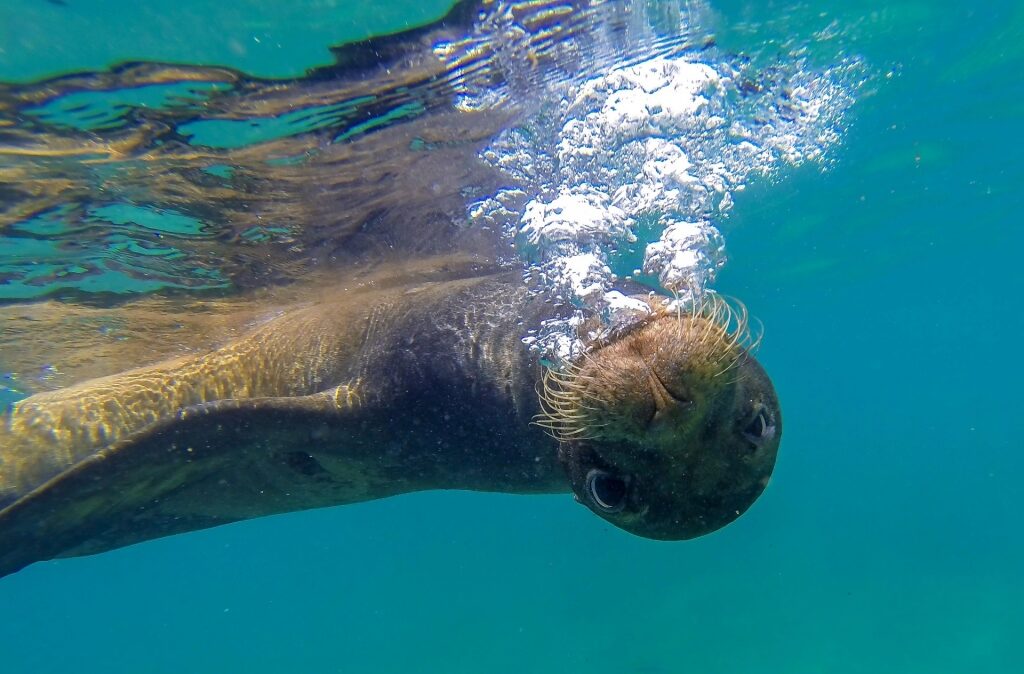 Sea lion swimming in the Galapagos
