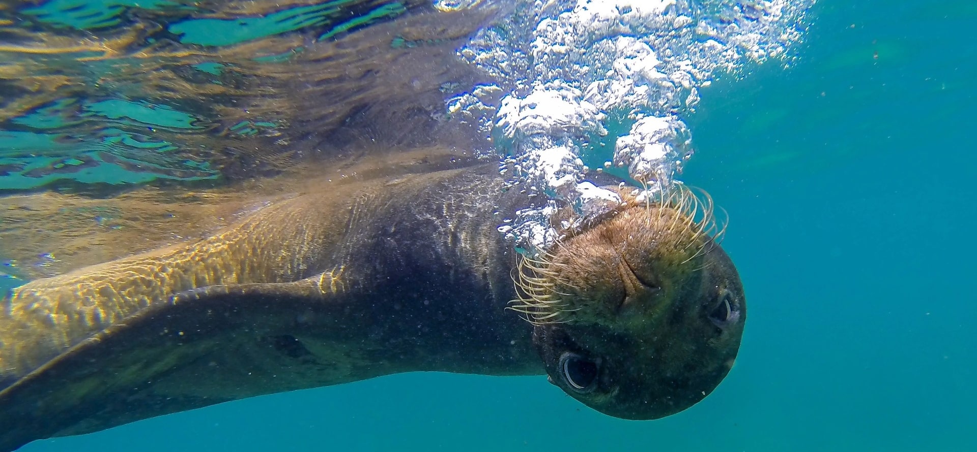 https://www.celebritycruises.com/blog/content/uploads/2022/03/snorkeling-in-the-galapagos-devils-crown-floreana-sealion-hero-1920x890.jpg