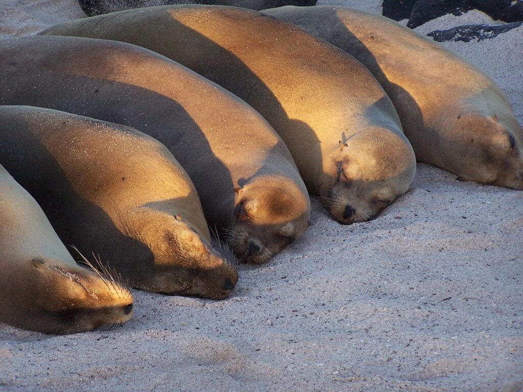 Sea lions sleeping on fine sands