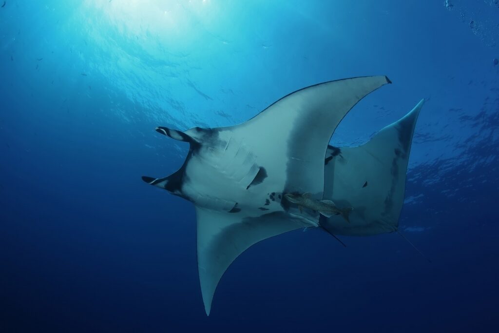 Giant manta rays spotted while diving