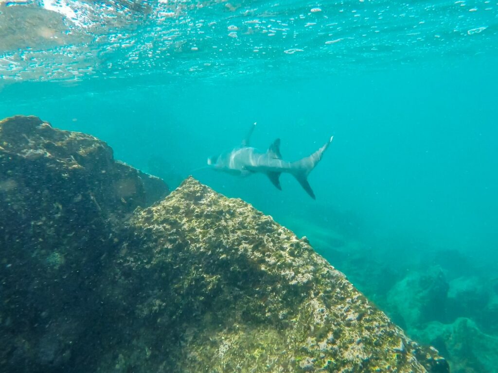 White-tipped reef shark spotted near coral reefs