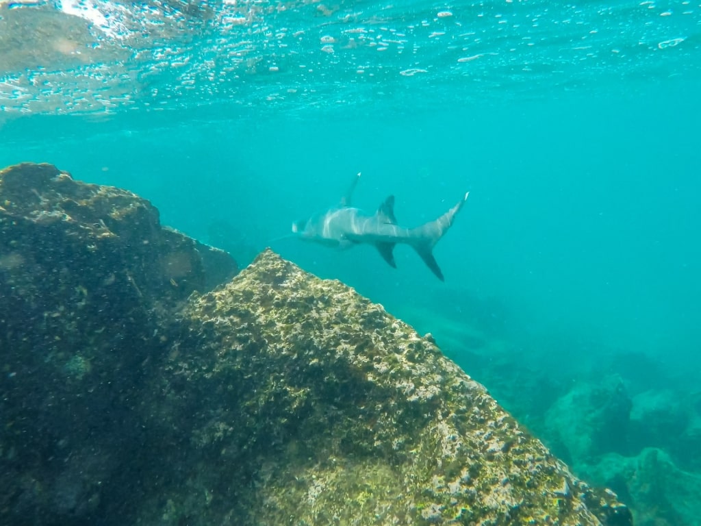 White-tipped reef shark spotted near coral reefs