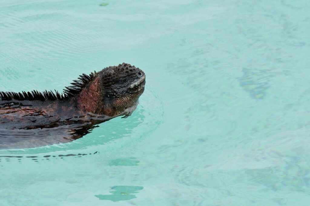 Marine iguana swimming in the Galapagos