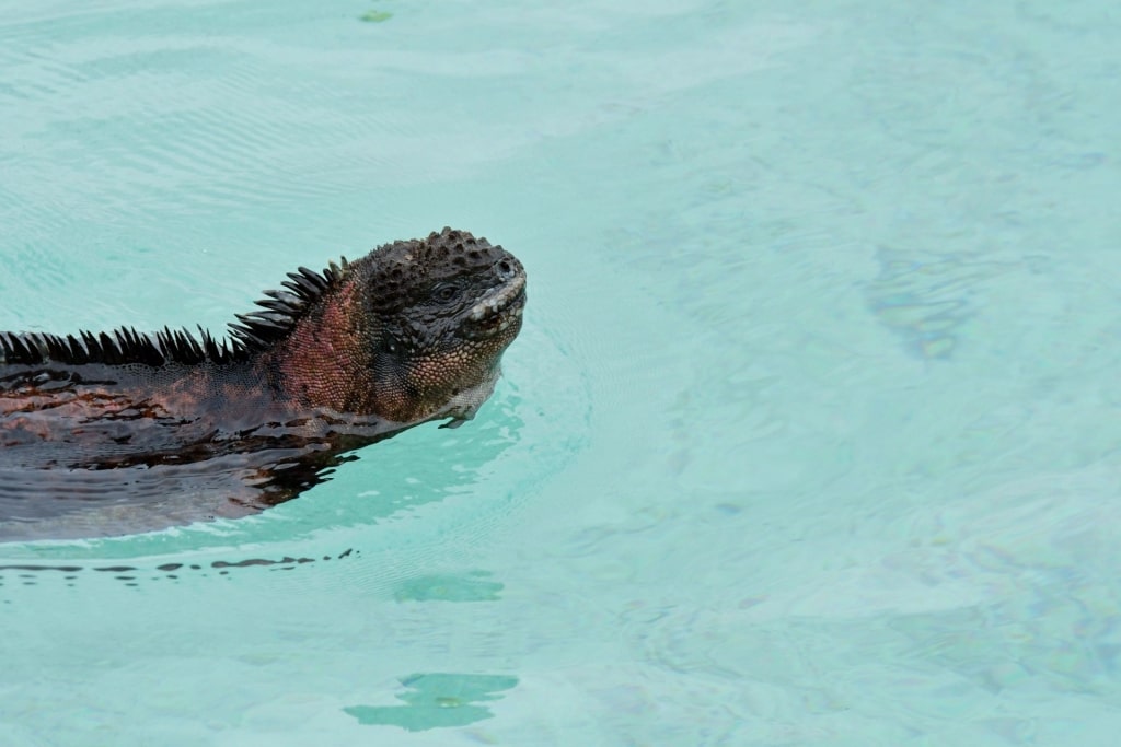 Marine iguana swimming in the Galapagos