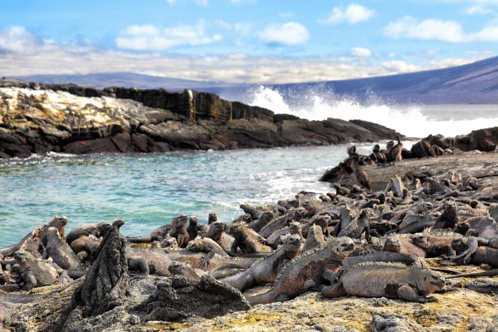 Punta Espinosa, one of the best spots for snorkeling in the Galapagos