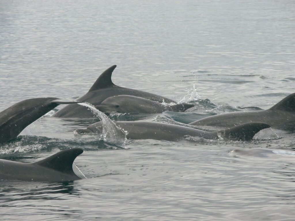 Dolphins swimming in the Galapagos